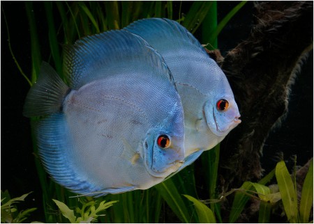 copyright R. Callewaert